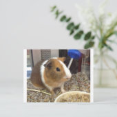 白と茶色のギニー豚 ポストカード (スタンド正面)