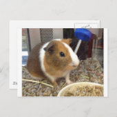 白と茶色のギニー豚 ポストカード (正面/裏面)