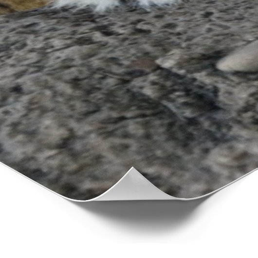 白と茶色の虎が休んでいる ポスター (角)