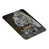 白と茶色の虎が休んでいる マグネット (右側)