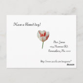 白と赤のチューリップ ポストカード (裏面)