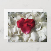 白と赤のバラ花びら葉書 ポストカード (正面/裏面)