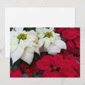 白と赤のポインセティアスIIクリスマスホリデー シーズンカード (正面/裏面)