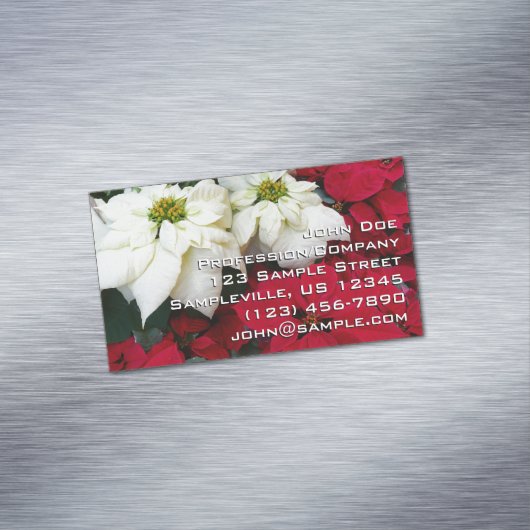 白と赤のポインセティアスIIクリスマスホリデー マグネット名刺 (インサイチュ)