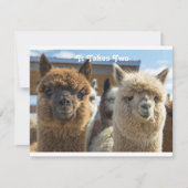 白と赤褐色の巻き毛のアルパカのカップル カード (正面)
