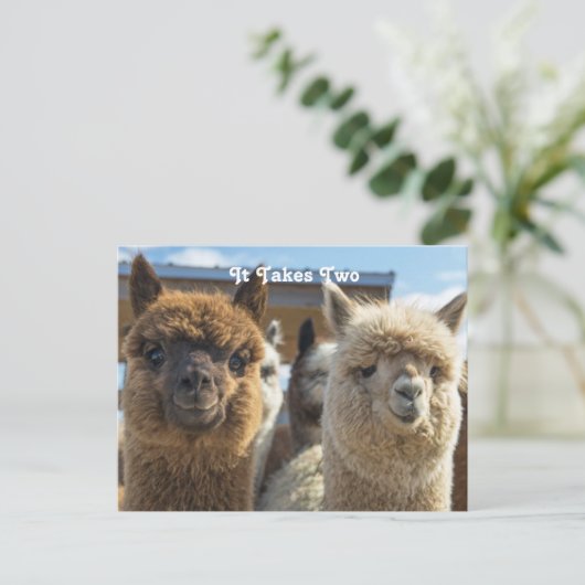 白と赤褐色の巻き毛のアルパカのカップル ポストカード (スタンド正面)