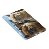 白と赤褐色の巻き毛のアルパカのカップル マグネット (右側)