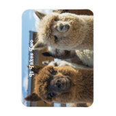 白と赤褐色の巻き毛のアルパカのカップル マグネット (縦)