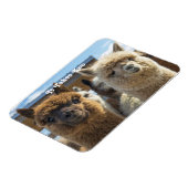 白と赤褐色の巻き毛のアルパカのカップル マグネット (左側)