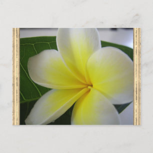 白と黄色のフランギパニの花 ポストカード