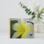 白と黄色のフランギパニの花 ポストカード (スタンド正面)