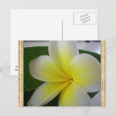 白と黄色のフランギパニの花 ポストカード (正面/裏面)