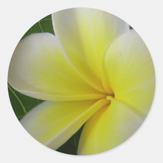 白と黄色のフランギパニの花 ラウンドシール (正面)