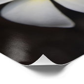 白と黄色のプルメリア ポスター (コーナー)