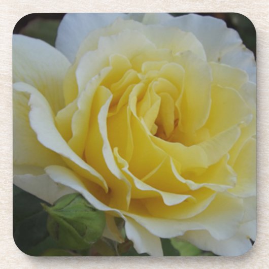 白と黄色のローズコースター コースター (正面)