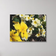 白と黄色の庭の花