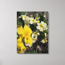 白と黄色の庭の花