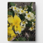 白と黄色の庭の花 フォトプラーク (正面)