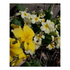 白と黄色の庭の花 ポスター