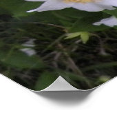 白と黄色の花の写真 ポスター (角)