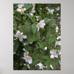 白と黄色の花の写真 ポスター