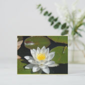 白と黄色の花はがき ポストカード (スタンド正面)