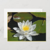 白と黄色の花はがき ポストカード (正面/裏面)