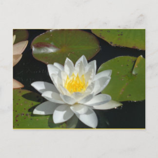 白と黄色の花はがき ポストカード