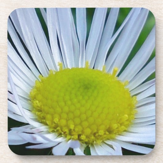 白と黄色の花 コースター (正面)