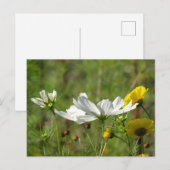 白と黄色の野生の花DIYはがき ポストカード (正面/裏面)