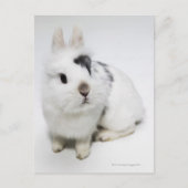 白と黒と茶色のウサギ ポストカード (正面)