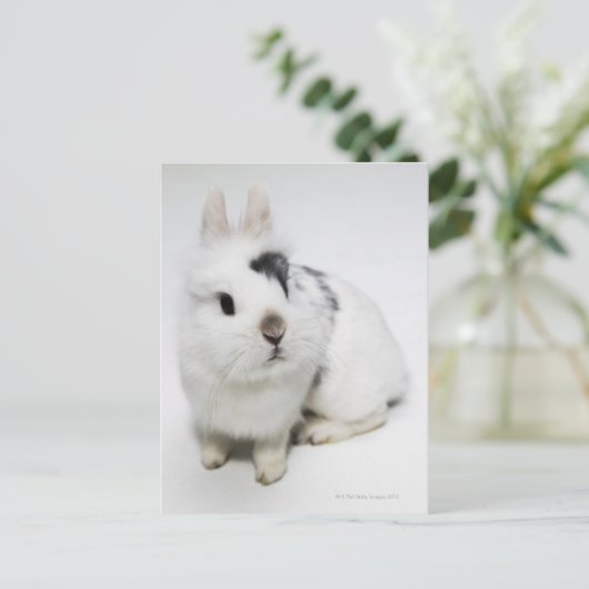 白と黒と茶色のウサギ ポストカード (スタンド正面)