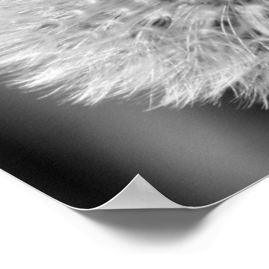 白と黒のふわふわの白いタンポポの花 ポスター (角)