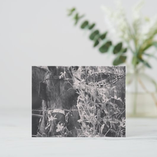 白と黒のアミッシュグランジ馬 ポストカード (スタンド正面)