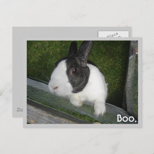 白と黒のウサギ ポストカード (正面/裏面)