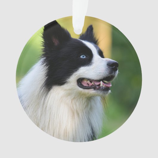 白と黒のコリ縁どー犬 オーナメント (正面)