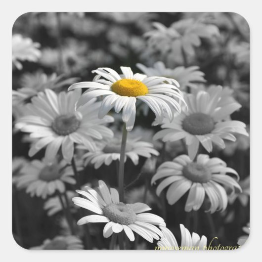 白と黒のデイジーの海の黄色のデイジー。 スクエアシール (正面)