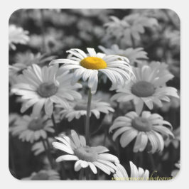 白と黒のデイジーの海の黄色のデイジー。 スクエアシール