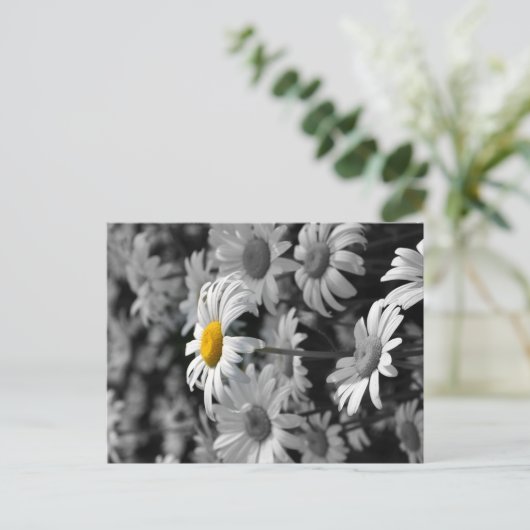 白と黒のデイジーの海の黄色のデイジー。 ポストカード (スタンド正面)