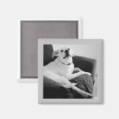 白と黒のトークドグレイの写真 マグネット (正面/裏面)