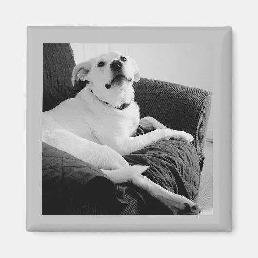 白と黒のトークドグレイの写真 マグネット (正面)