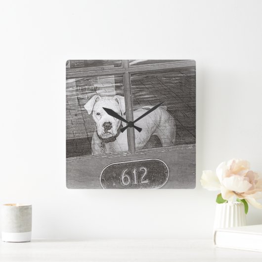 白と黒のドアの後ろの白いボクサー犬 スクエア壁時計 (ホーム)