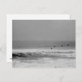 白と黒のポストカードにペリカンと波 ポストカード (正面/裏面)