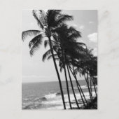 白と黒のヤシの木 ポストカード (正面)