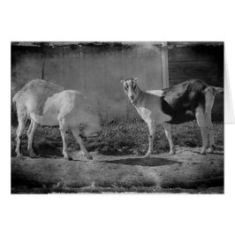 白と黒の乳製品ヤギ