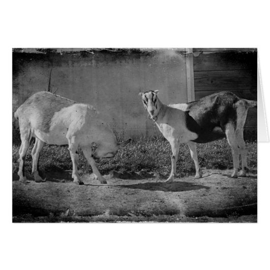 白と黒の乳製品ヤギ (正面横)