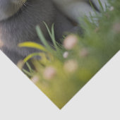 白と黒の可愛いベビーが草原に寝ている。 薄葉紙 (詳細)