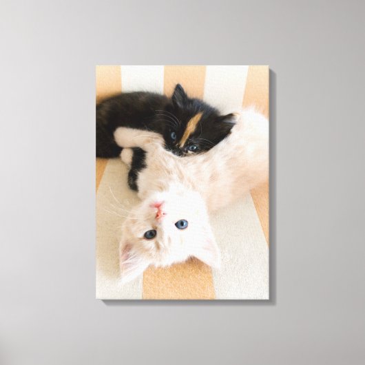 白と黒の子猫 キャンバスプリント (正面)