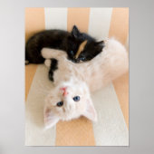 白と黒の子猫 ポスター (正面)