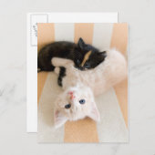 白と黒の子猫 ポストカード (正面/裏面)